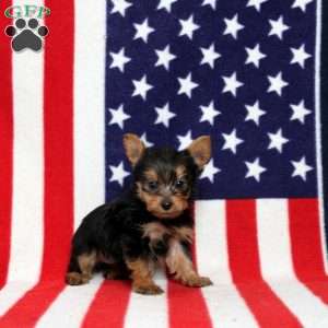 Dilan, Yorkie Puppy